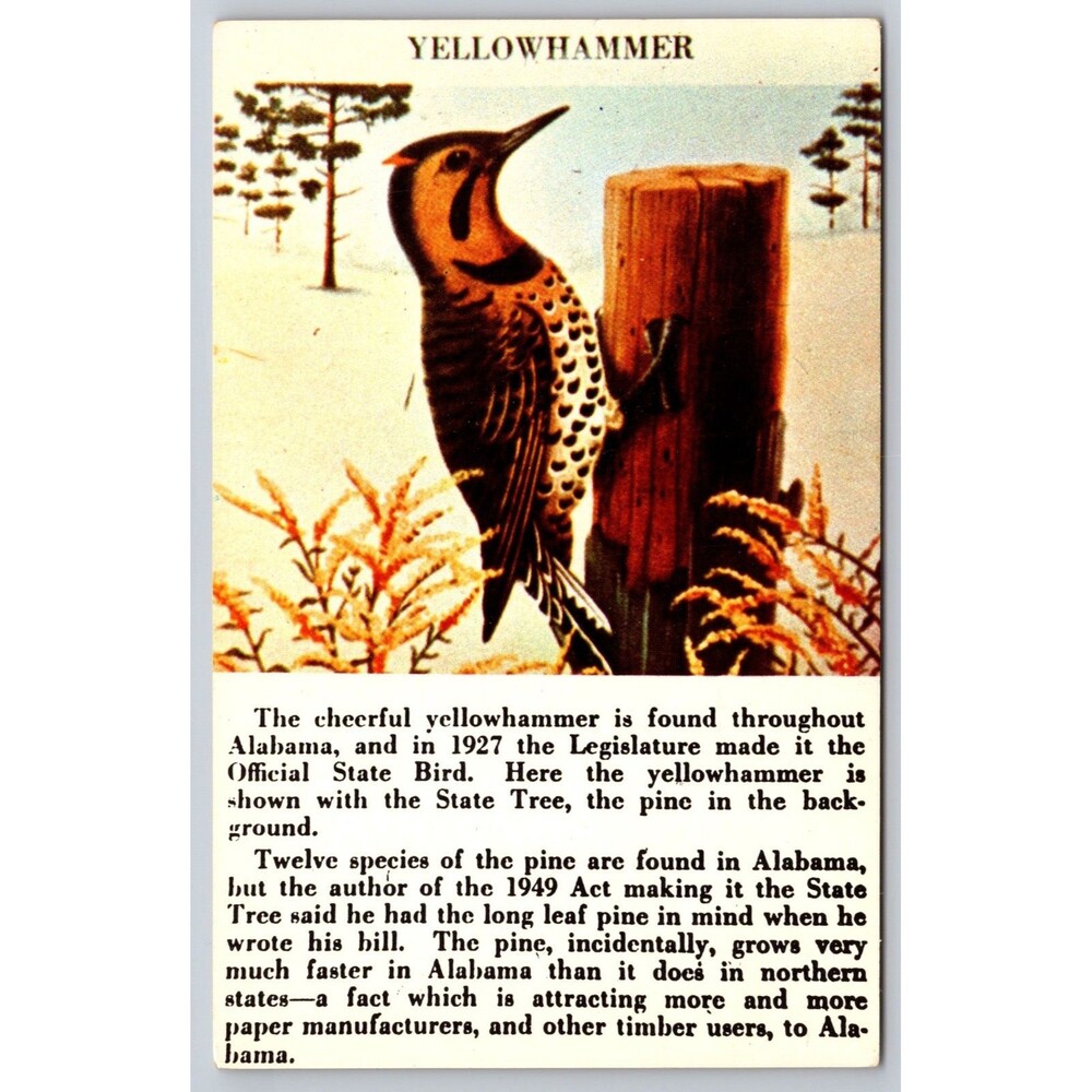 Vtg Alabama State Bird Yellowhammer Flicker Postcard Scenic South 91248 Unposted